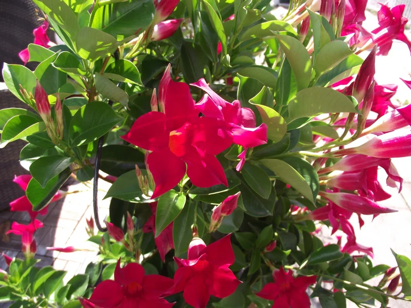 DIPLADENIA ROSSA VASO 30CM