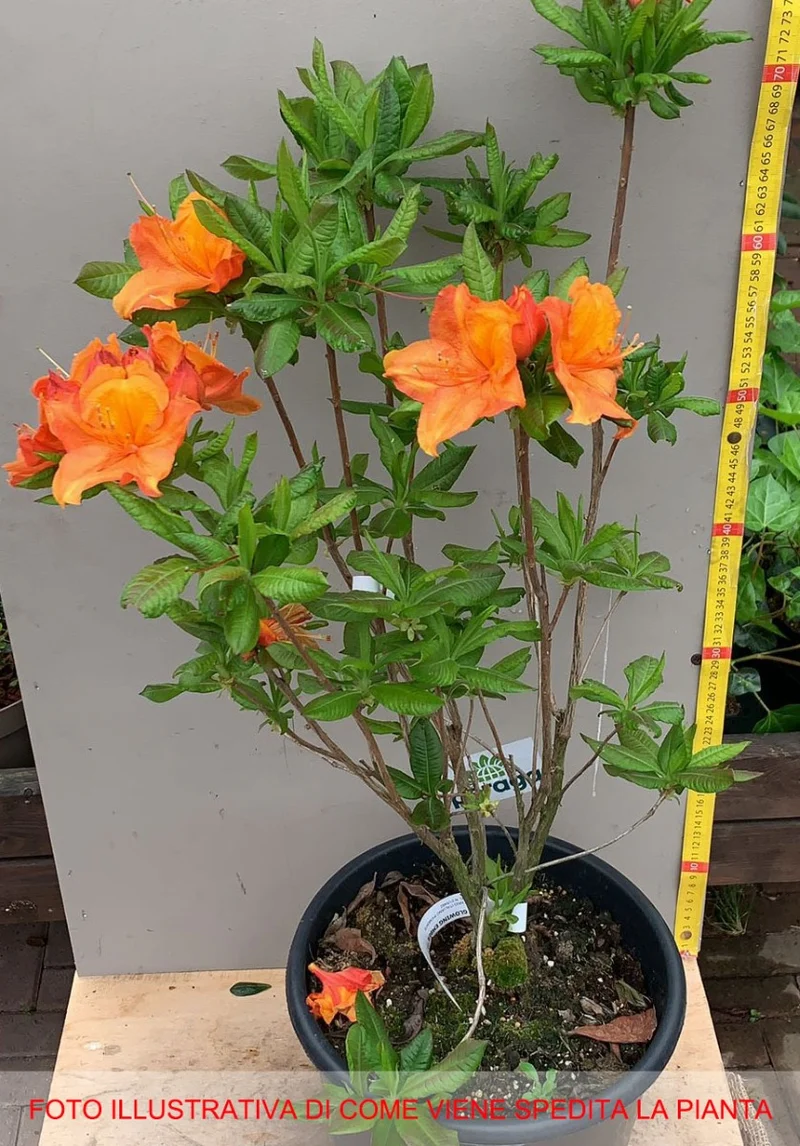 AZALEA MOLLIS GLOWING EMBER VASO 24CM