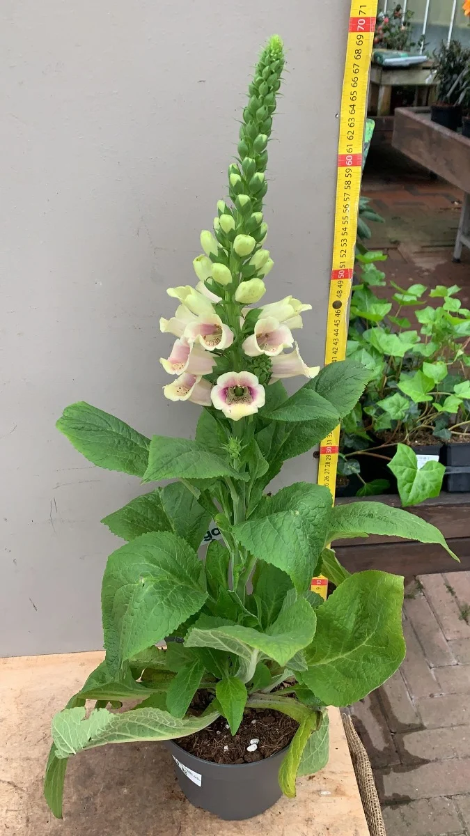 DIGITALIS LUCAS FIORI BIANCHI VASO 19CM