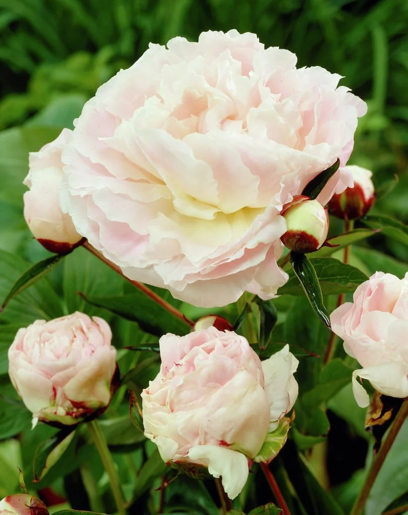PEONIA LACTIFLORA SHIRLEY TEMPLE VASO 13CM