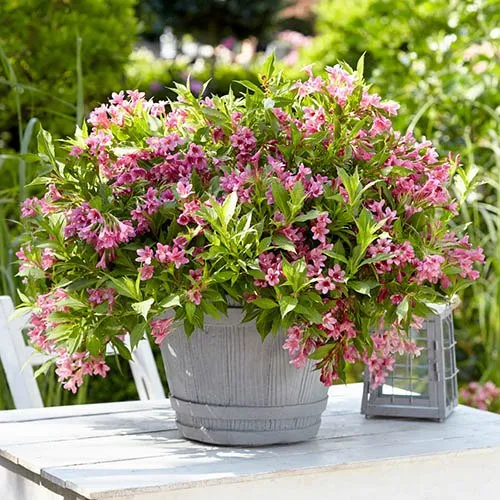 WEIGELA PICOBELLA ROSA VASO 17CM