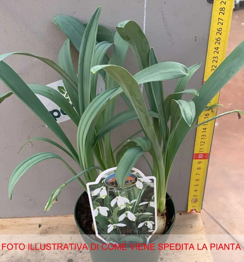 GALANTHUS NIVALIS BUCANEVE VASO 10CM