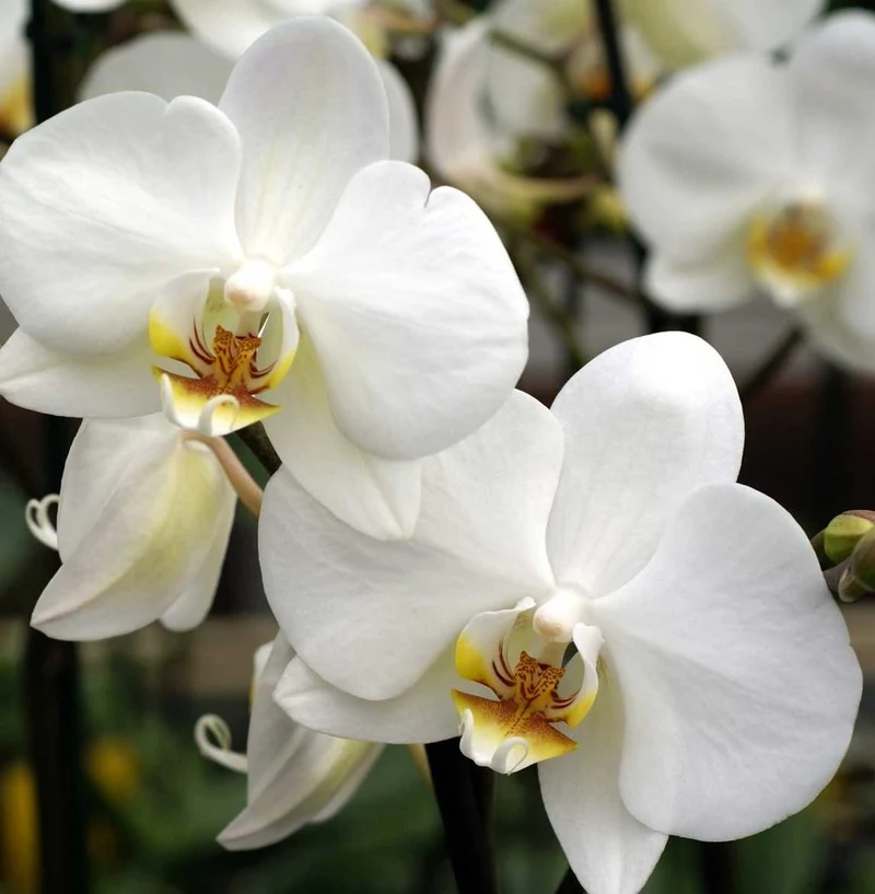 ORCHIDEA PHALAENOPSIS BIANCA VASO BOQUETTE 12CM
