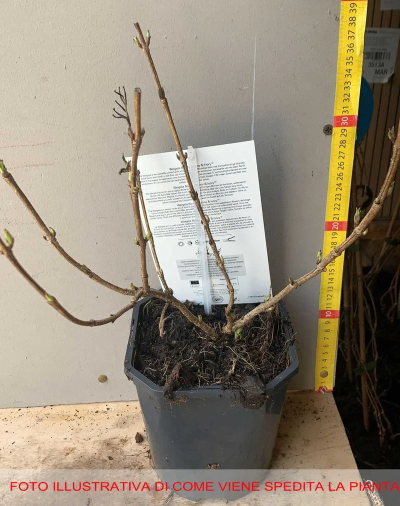 WEIGELIA SUMMER PEACH VASO 19CM