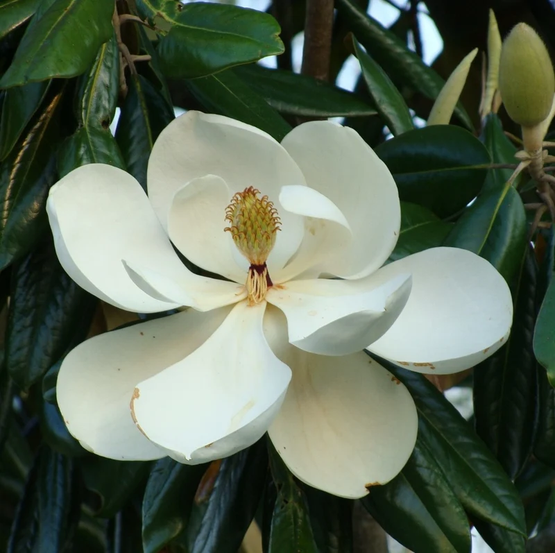 MAGNOLIA GRANDIFLORA LITTLE GEM VASO 17CM