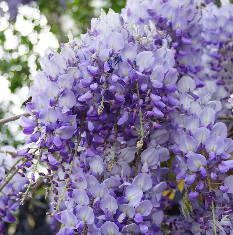 GLICINE WISTERIA SINENSIS PROFILIC VASO 16CM