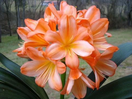 CLIVIA MINIATA WHITE LIP IN VASO 15CM