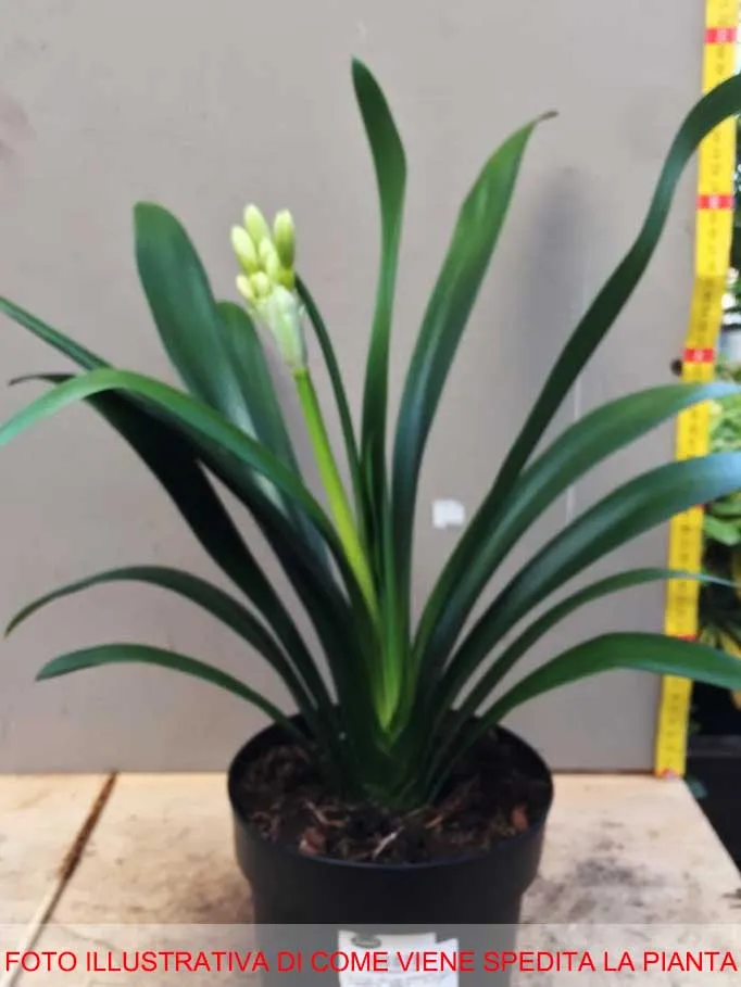 CLIVIA MINIATA WHITE LIP IN VASO 15CM
