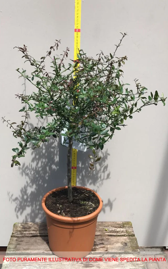 LIMONE CAVIALE ROSA FINGER LIME IN VASO 20CM