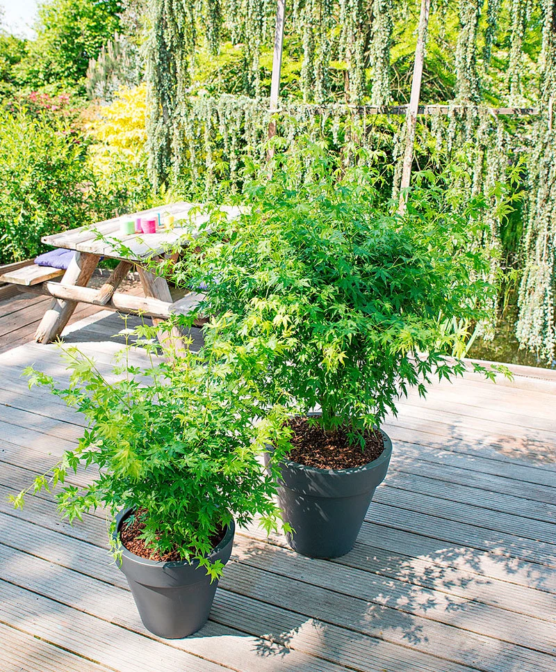 ACERO PALMATUM GOING GREEN IN VASO 15CM