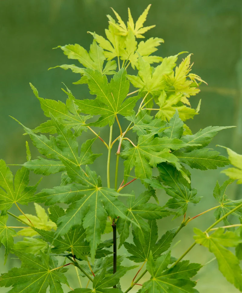 ACERO PALMATUM GOING GREEN IN VASO 15CM