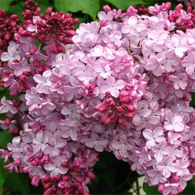 SYRINGA VULGARIS LILLA ESTHER STALEY IN VASO 21CM