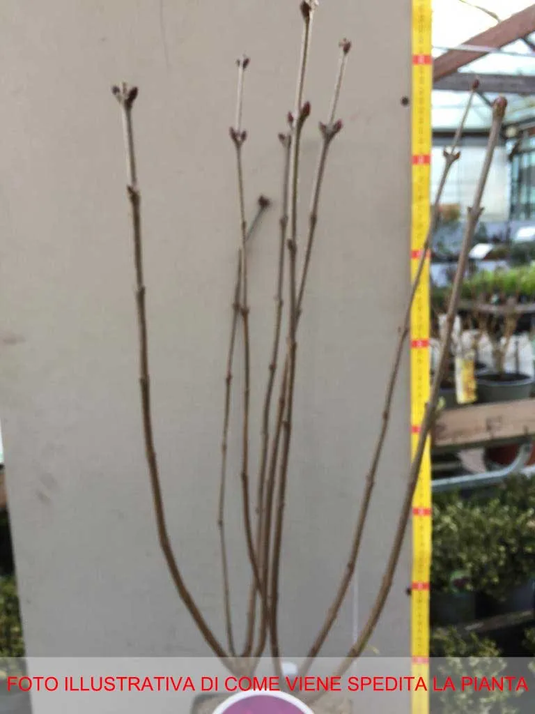 SYRINGA VULGARIS LILLA ANTOINE BUCHNER IN VASO 21CM