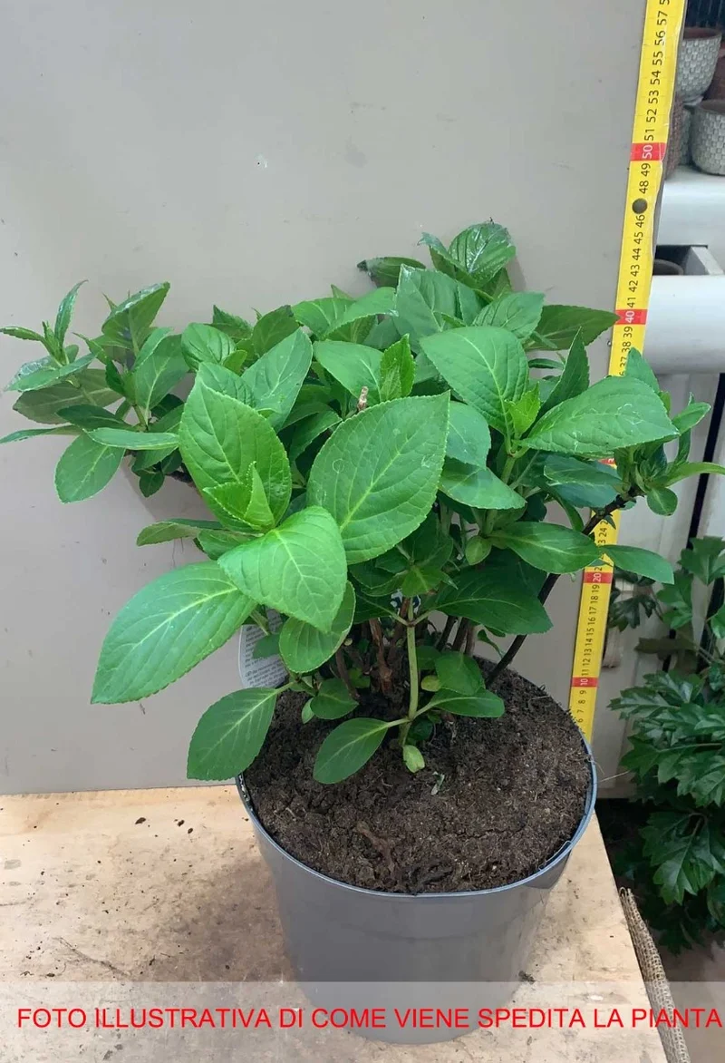 ORTENSIA HYDRANGEA MACROPHYLLA TOGETHER BLU VASO 23CM