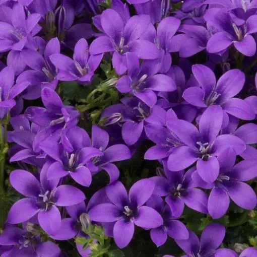 CESTINO REGALO CON 3 CAMPANULA AMBELLA FUCSIA
