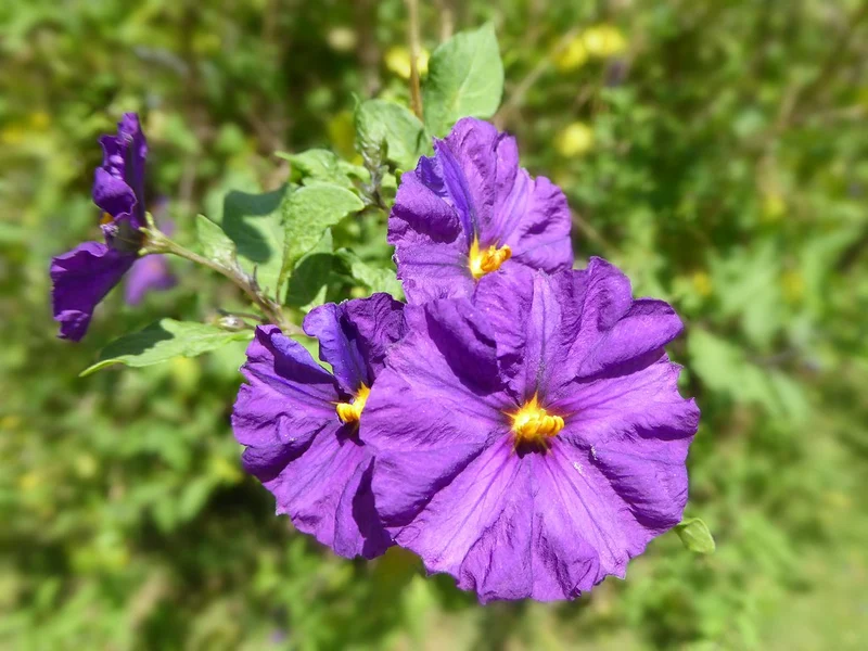 SOLANUM RANTONNETII VASO 14CM