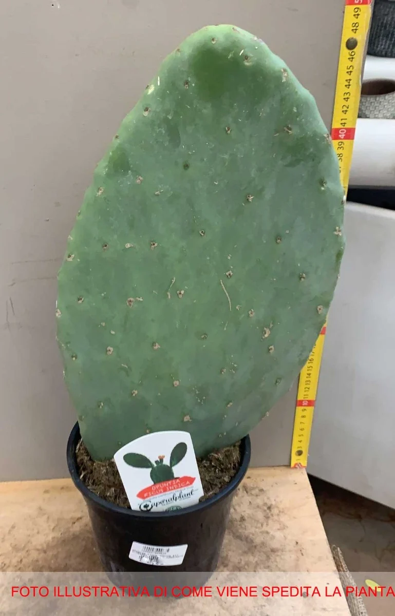 FICO D'INDIA OPUNTIA INDICA VASO 17CM