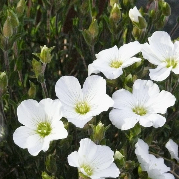 ARENARIA MONTANA VASO 14CM