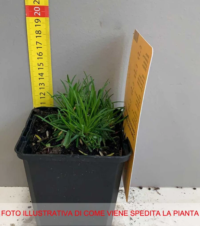 ARMERIA MARITIMA ABBEY DEEP VASO 9CM