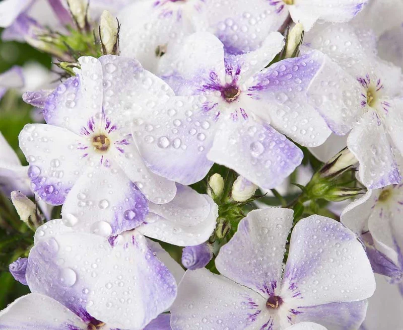 PHLOX PANICULATA FLAME LIGHT BLUE VASO 9CM