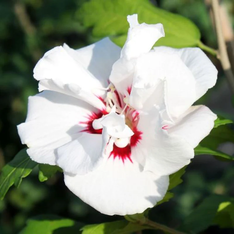 HIBISCUS IBISCO SYRIACUS BIANCO SPECIOSUS IN VASO 19CM