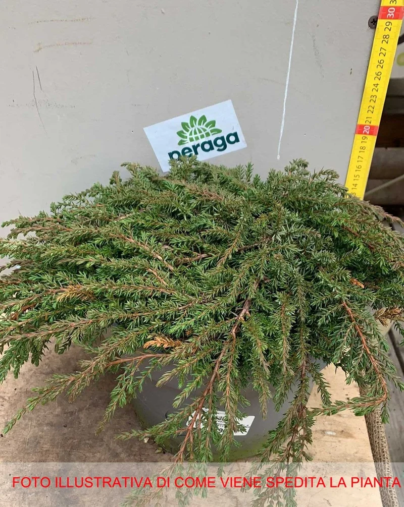 JUNIPERUS COMMUNIS GREEN CARPET VASO 23CM