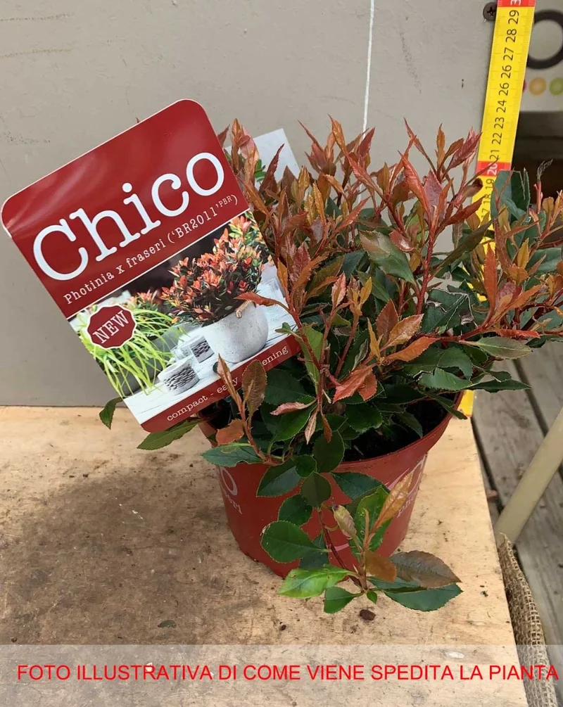 PHOTINIA FRASERI CHICO IN VASO 17CM