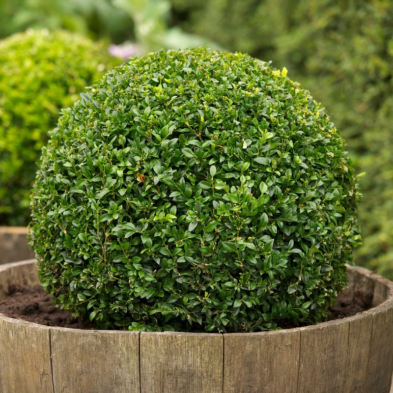 BUXUS SEMPERVIRENS VASO 23CM