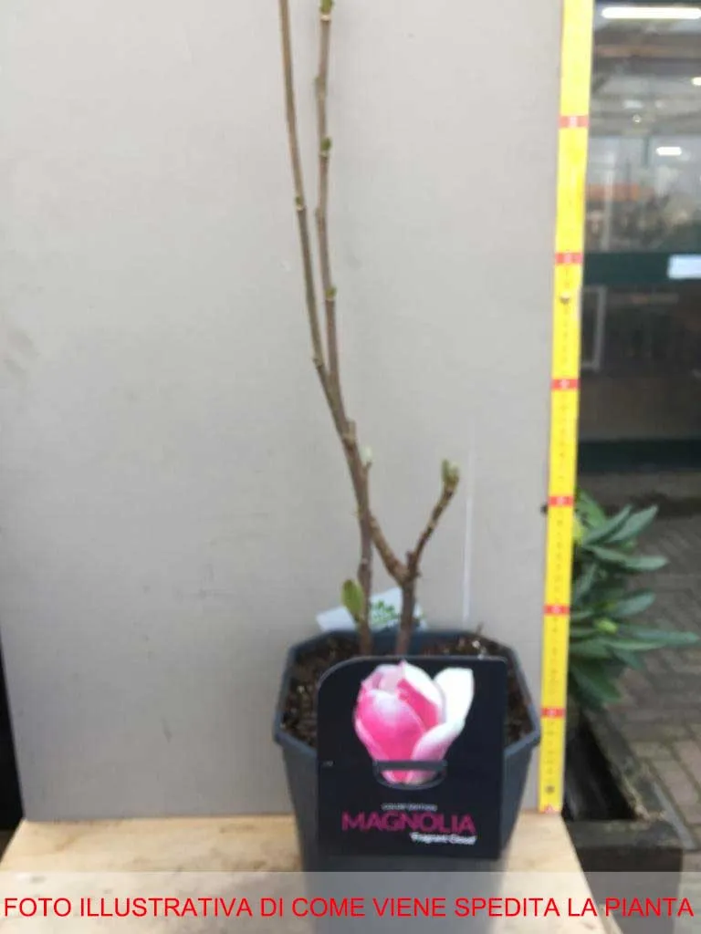 MAGNOLIA FRAGRANT CLOUD VASO 21CM