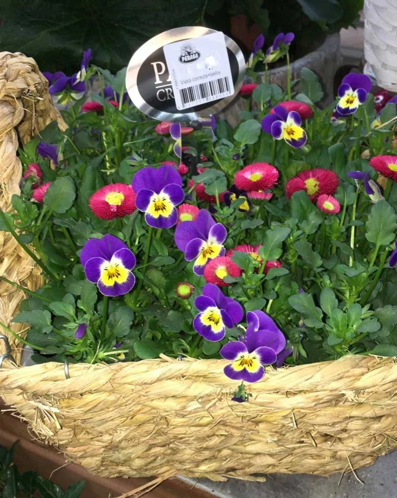 CESTINO REGALO CON VIOLE DEL PENSIERO + BELLIS 25CM