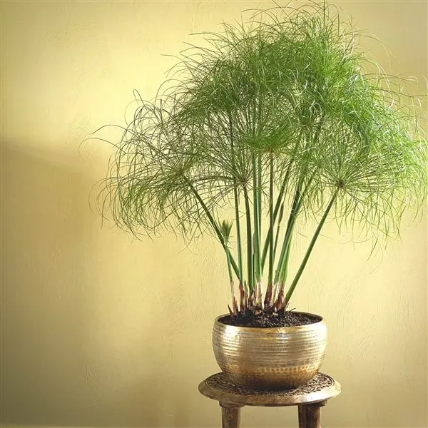 CYPERUS NOFRETETE PAPIRO IN VASO 19CM