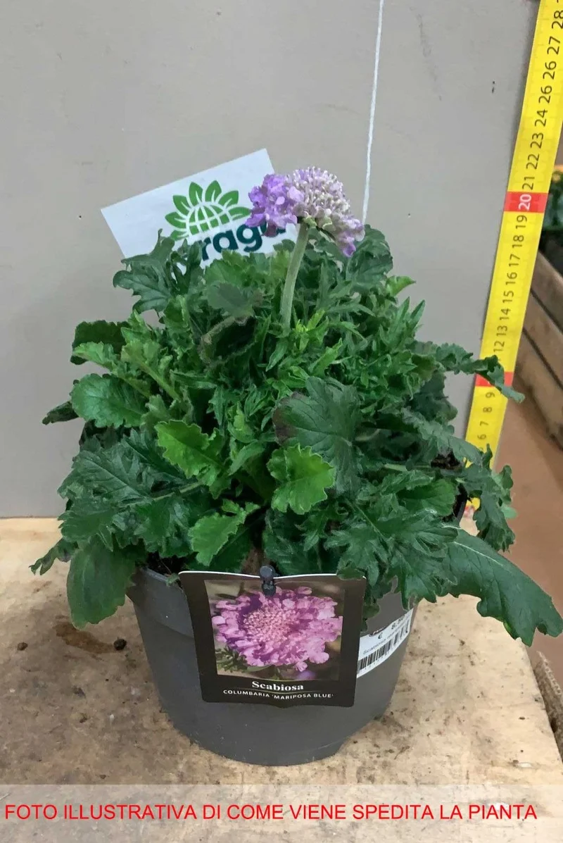 SCABIOSA COLUMBARIA MARIPOSA BLUE VASO DA 17CM