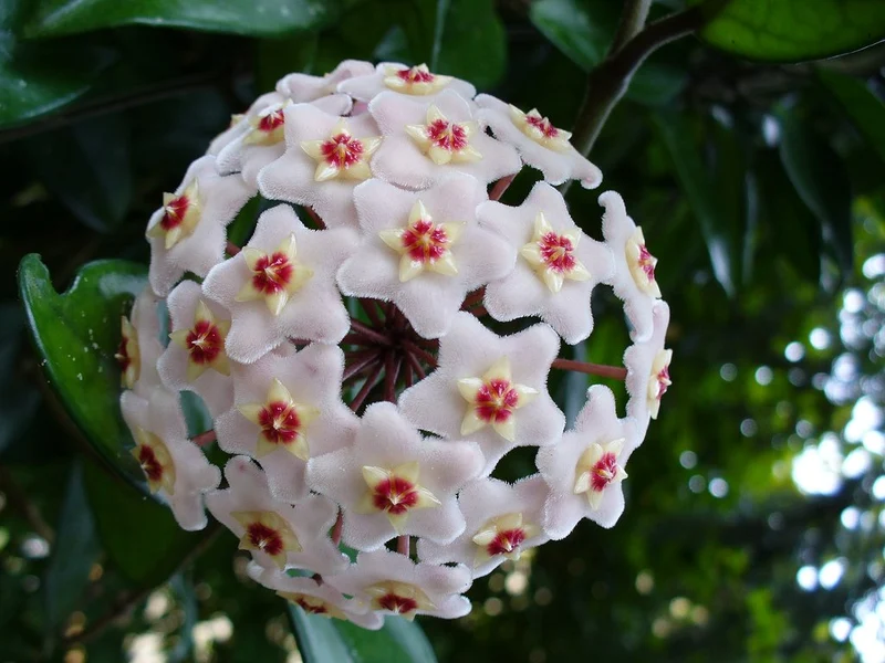 HOYA CARNOSA COMPACTA FIORE DI CERA IN BASKET