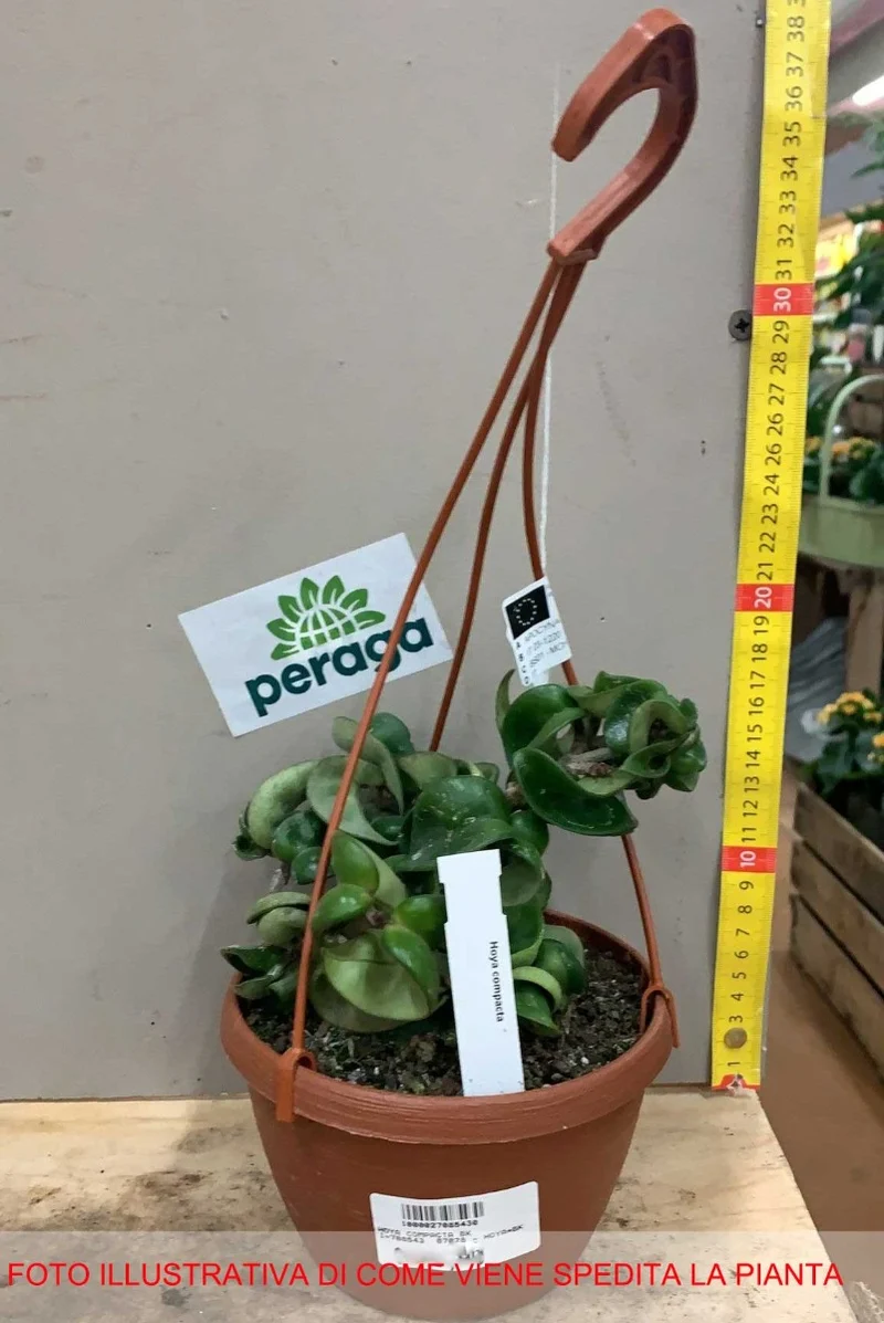 HOYA CARNOSA COMPACTA FIORE DI CERA IN BASKET