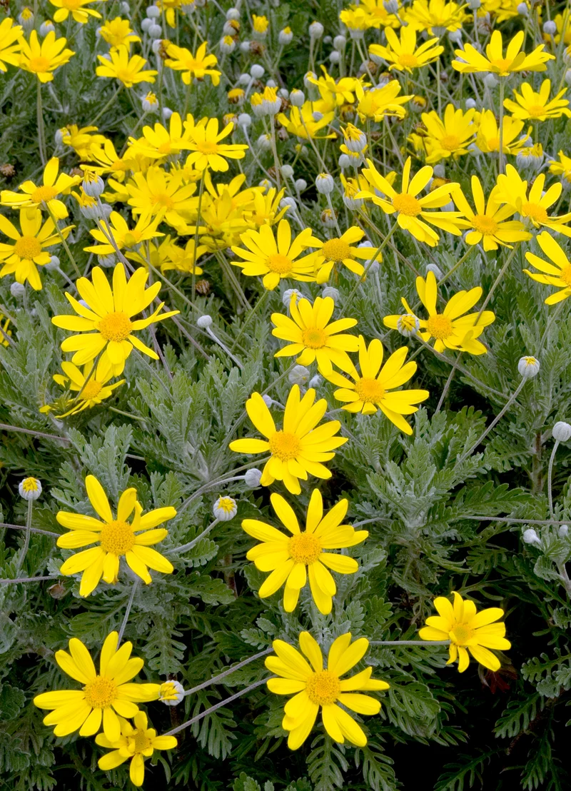 EURYOPS PECTINATUS VASO 14CM