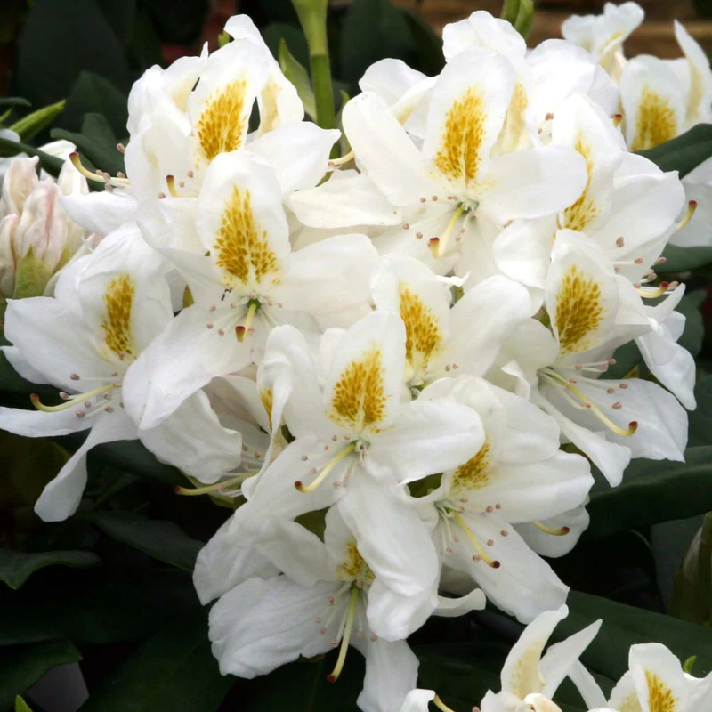 RODODENDRO MADAME MASSON IN VASO 24CM