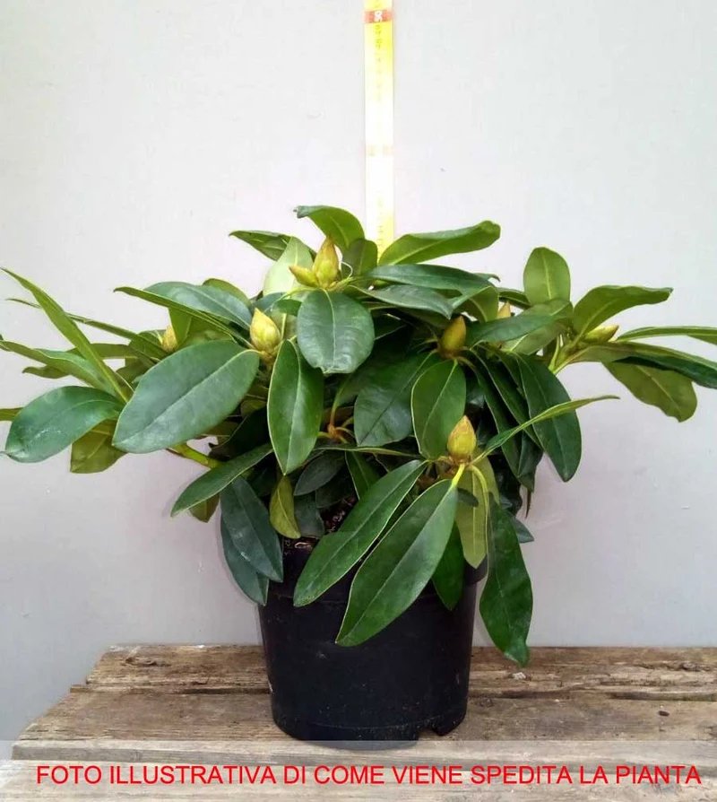 RODODENDRO RED JACK IN VASO 17CM