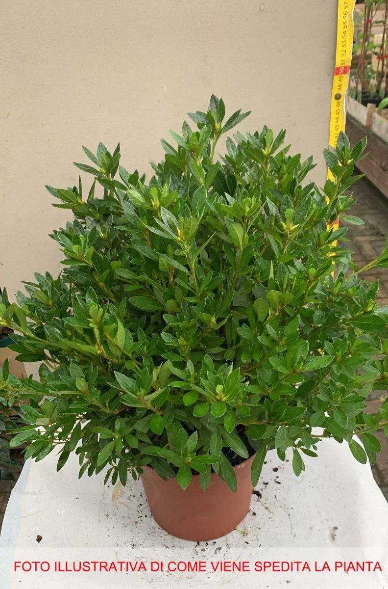AZALEA JAPONICA RUSTICA MEME VASO 18CM