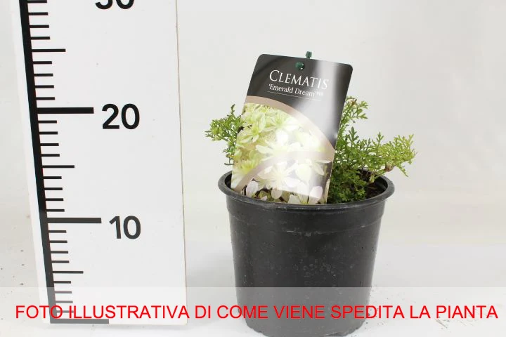 CLEMATIDE EMERALD DREAMS VASO 17CM