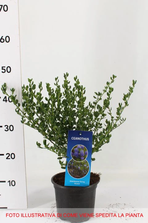 CEANOTHUS THYRSIFLORUS SKYLARK VASO 17CM