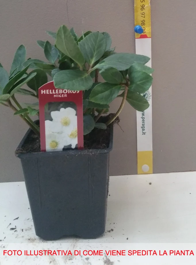 HELLEBORUS NIGER ROSA DI NATALE VASO 9CM