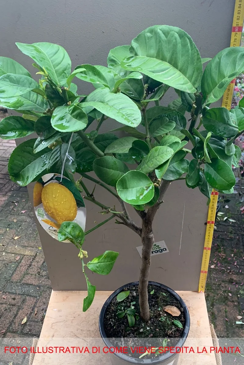 CEDRO MAXIMA (CITRUS MEDICA) IN VASO 20CM