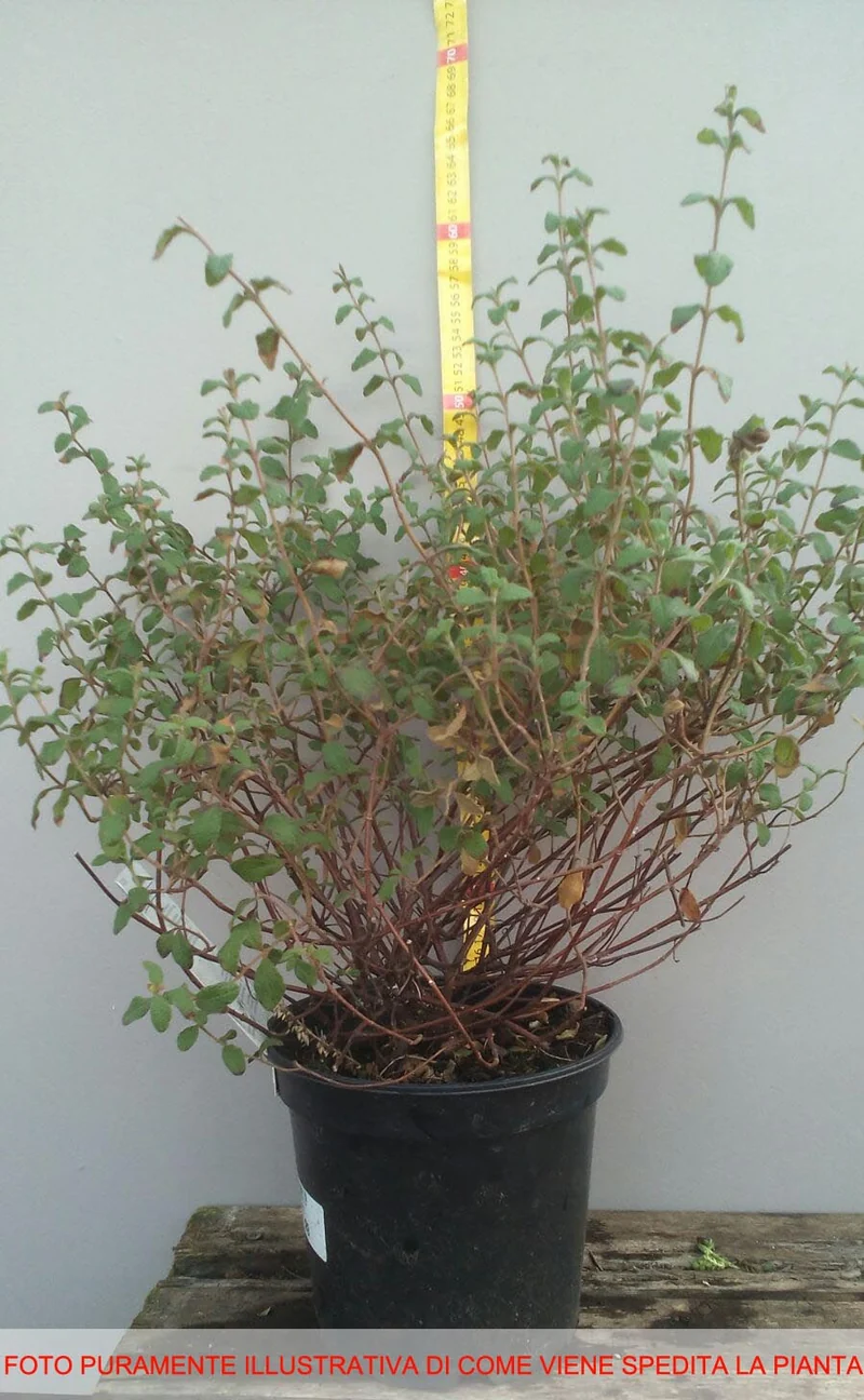 CYTISUS VANESSE IN VASO 16CM