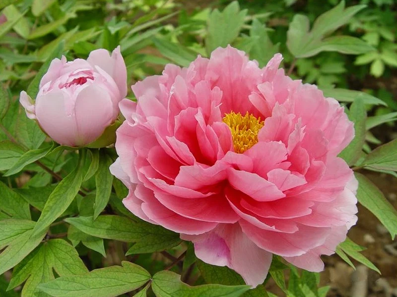 PEONIA SUFFRUTICOSA ROSA VASO 12CM