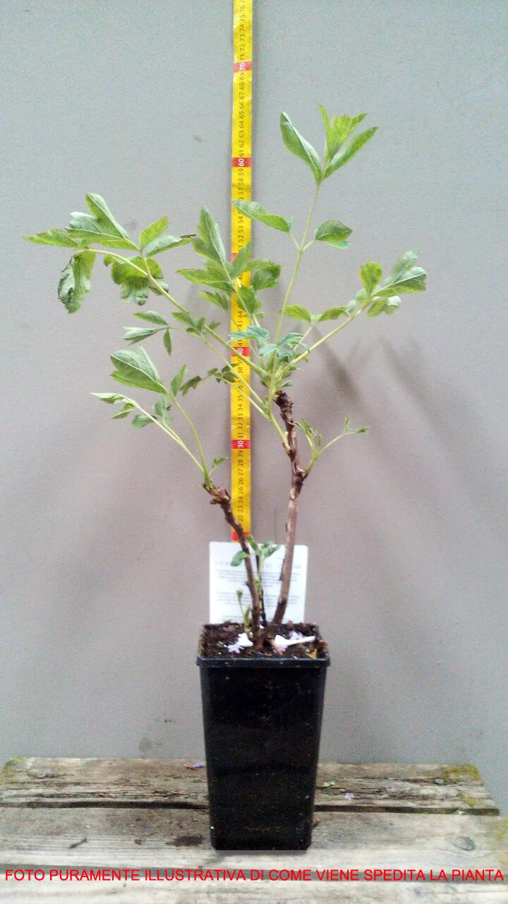 PEONIA SUFFRUTICOSA ROSA VASO 12CM