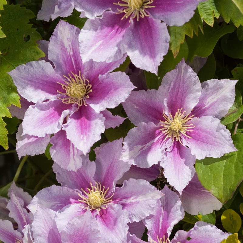 CLEMATIS PIILU IN VASO 15CM