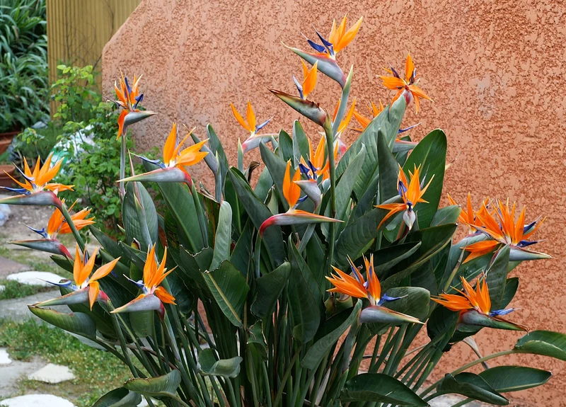 STRELITZIA REGINAE O UCCELLO DEL PARADISO IN VASO 10CM