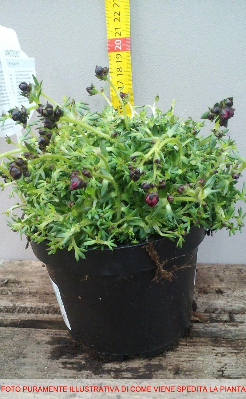 SAXIFRAGA ARENDSII IN VASO 13CM