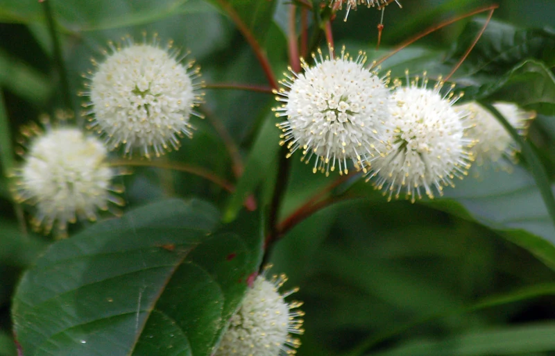CEPHALANTHUS OCCIDENTALIS IN VASO 17CM