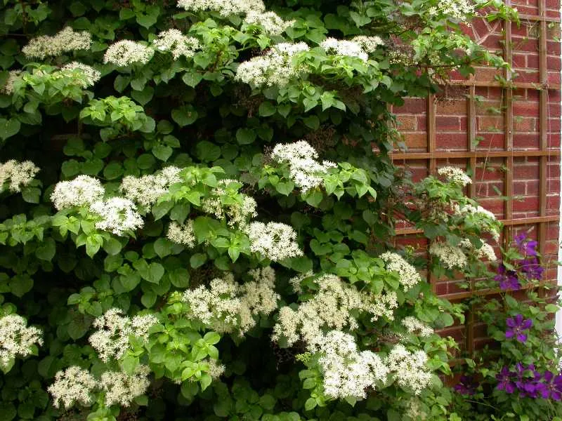 ORTENSIA HYDRANGEA ANOMALA PETIOLARIS VASO 13CM